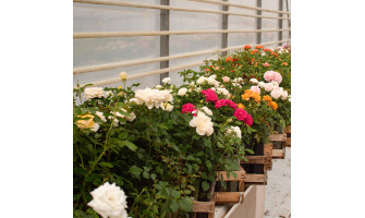 Jaunās mini rozes. Jaunās mini rozes.